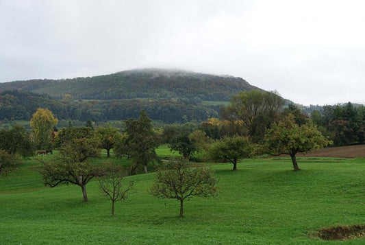 Jörg Geiger’s Orchard Paradise