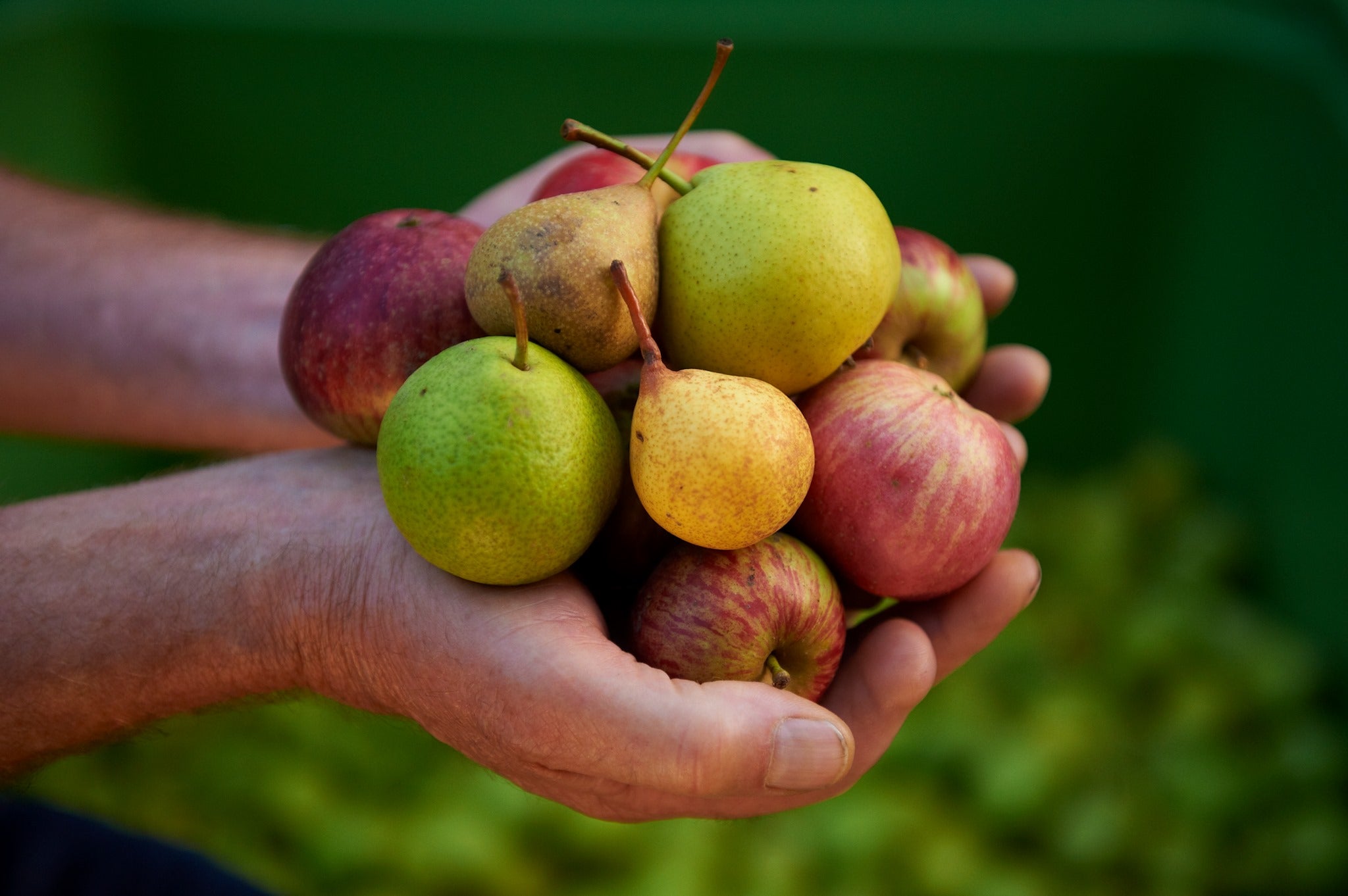 A man's hands cupped together holding a bunch of heritage apples and pears over a blurred out bin of pears.
