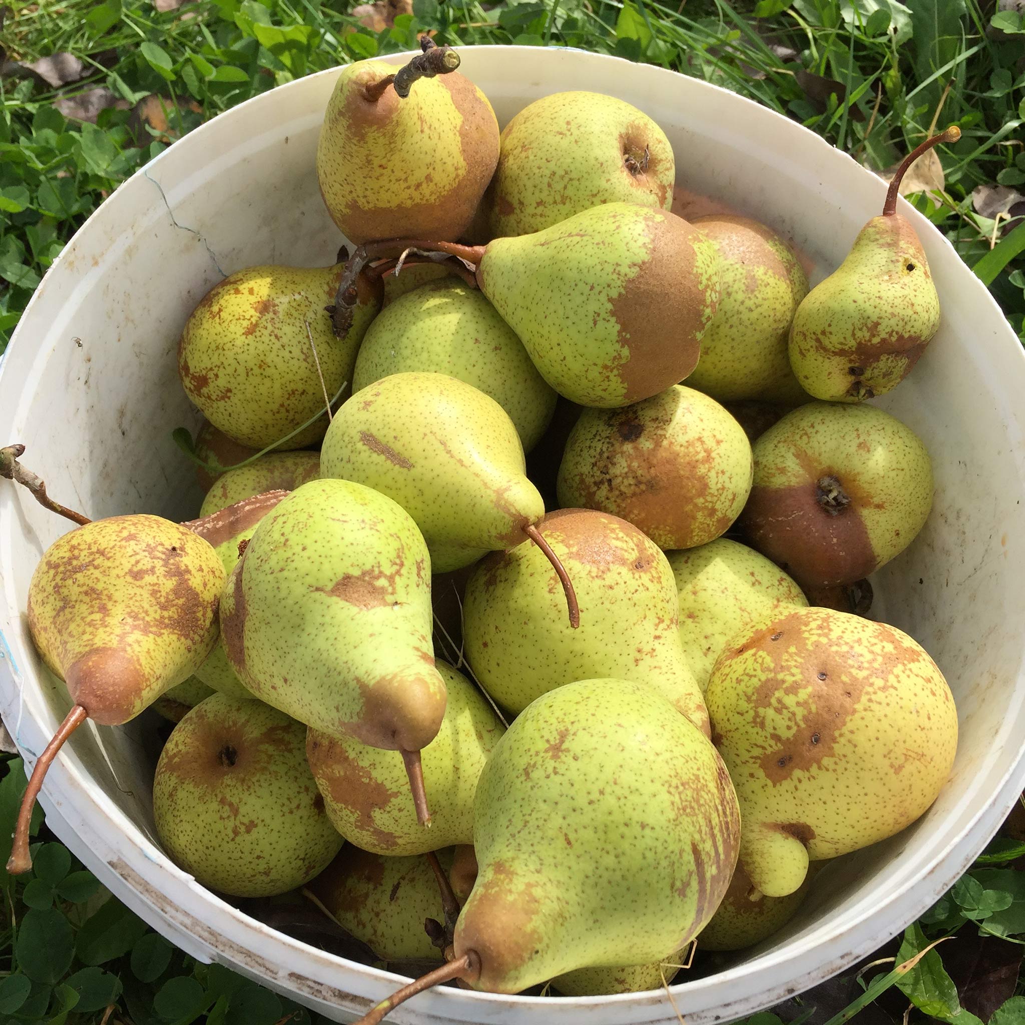 A white bucket of heritage pears sitting on the ground.