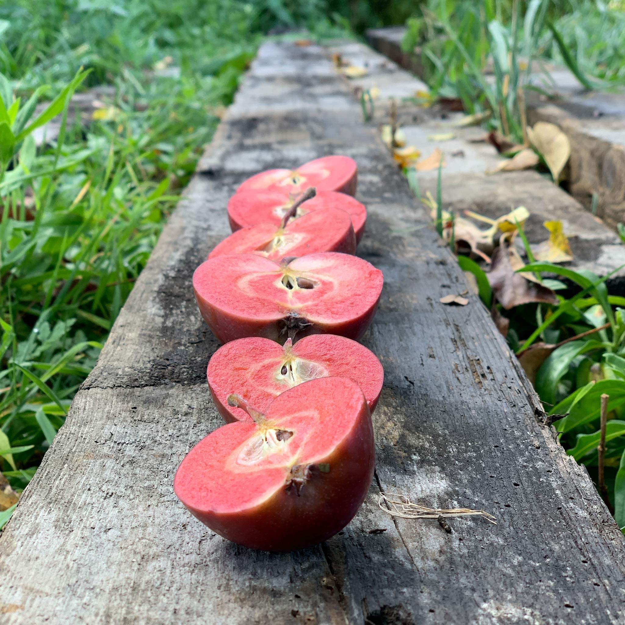 Red flesh apples cut in half sitting on a long board plank situated on the ground.