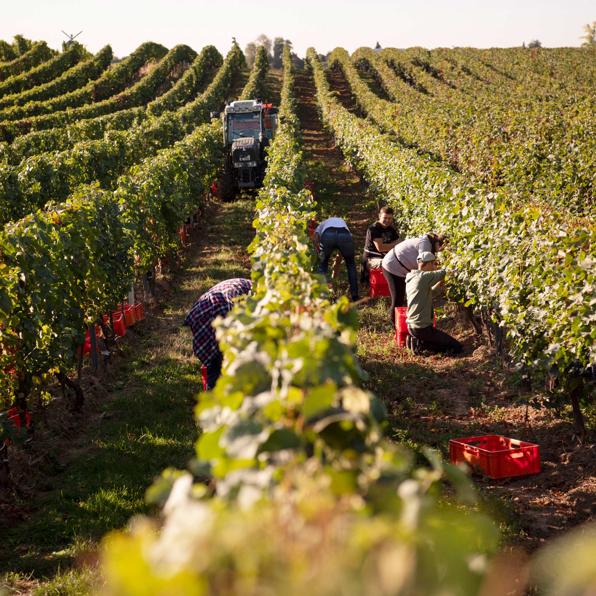 People harvesting grapes from a wine vineyard. A tractor in one isle and a red crate basket sits on the ground in another isle.